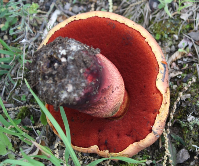 Boletus luridus?